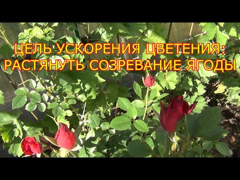 Видео: Как ускорить цветение и избежать осыпания соцветий