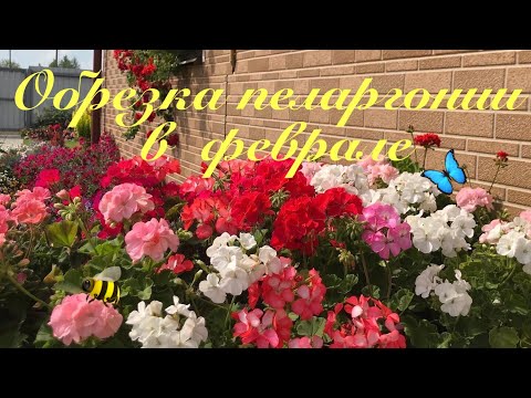 Видео: Обрезка Пеларгонии в феврале  для пышного цветения✂️🌺✂️