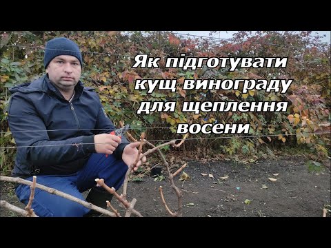 Видео: Як підготувати кущ винограду для щеплення восени 2024