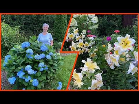 Видео: Мой цветник в августе - ожидания и результат