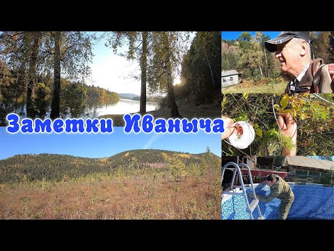 Видео: Болотная ягода - клюква