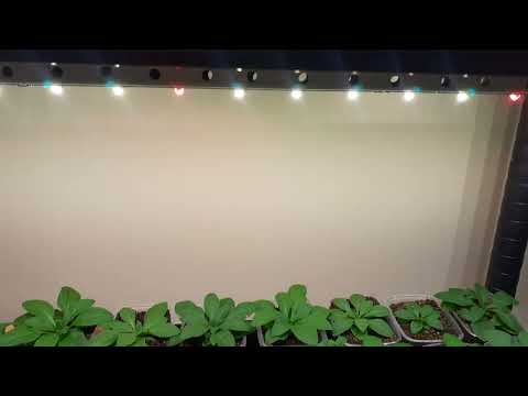 Видео: Рассада петунии 12.02.2023г.