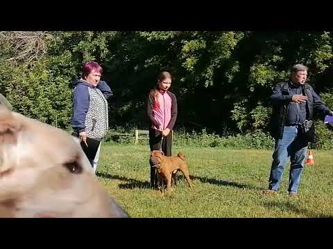 Видео: Тестирование психики Т1 для допуска в разведение РКФ. Полное видео Как #РПБ Черемше башню проверяли