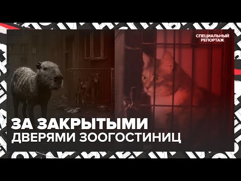 Видео: НАЖИВАЮТСЯ НА ЖИВОТНЫХ | ШОК-КОНТЕНТ из передерожек | Специальный репортаж