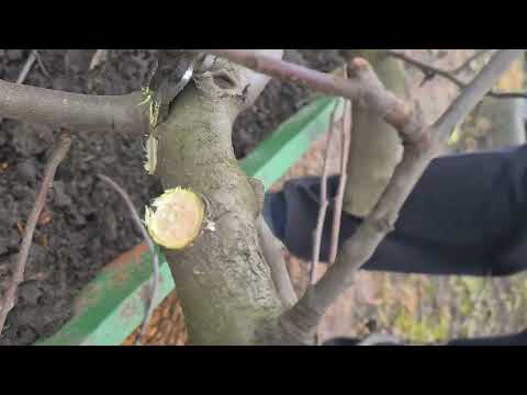 Видео: Акумуляторний секатор і пилка Макіта. Чесний відгук через півтора роки використання.