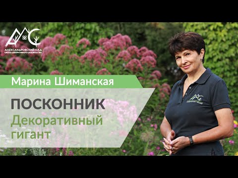 Видео: Посконник: декоративный гигант