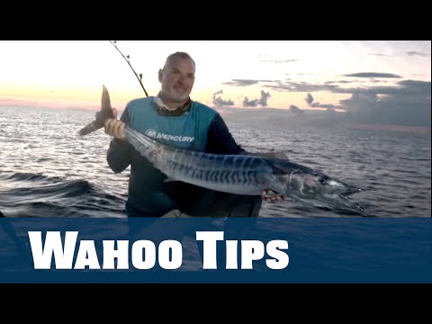 Видео: Советы по ловле ваху на живую наживку — Florida Sport Fishing TV PLUS — www.FSFTV.com