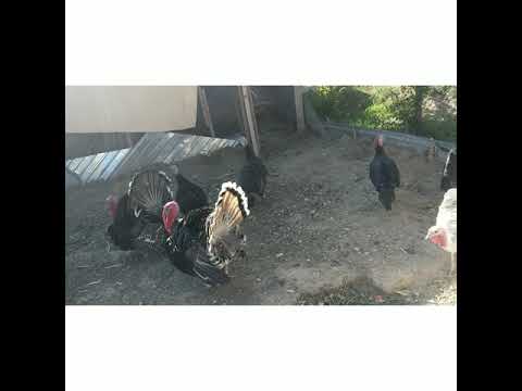 Видео: Тауық қора үндік өсіру