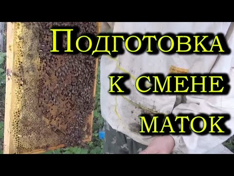 Видео: Убираем старых маток. Подготавливаем пчелосемьи к подселению новых маток