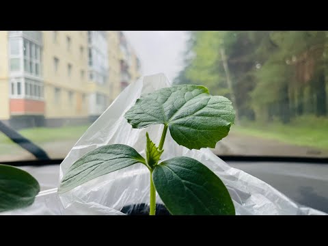 Видео: 30.04.24 Влог: сажать или ждать? Защита от сорняков. Дела огородные