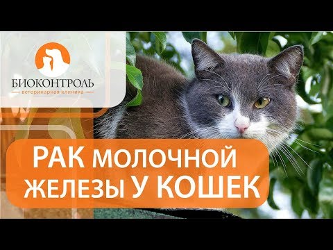 Видео: Опухоль молочной железы у кошки. 😿 Диагностика и лечение опухоли молочной железы у кошки.