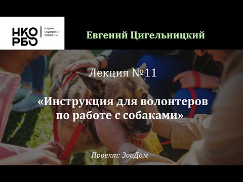Видео: Лекция №11 Вводная инструкция для волонтеров по работе с собаками