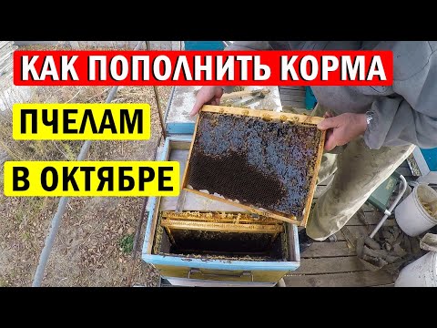 Видео: Как пополнить корма пчелам в октябре? СЕКРЕТЫ Осеннего ухода за пчёлами!
