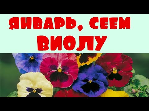 Видео: Сеем виолу. Продолжаем сеять цветы. Виола.