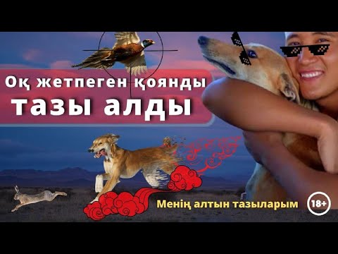 Видео: Қоянға оғым жетпеседе, құмай тазым жетеді. Охота на зайца.