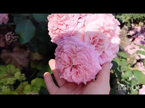 Видео: Троянди. Частина 5.     Artemis, Ashley, Claude Brasseur, Paprika, Langlust, Jalitan, Jet Set...
