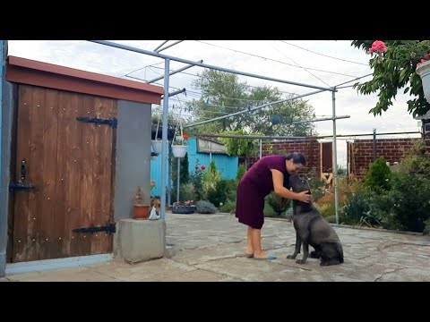 Видео: ОСІННІ БУДНІ В МАЛЕНЬКОМУ СЕЛІ. ПЕЛЬМЕНІ ЯКІ НЕРОЗВАРЮЮТЬСЯ. ЗМІНИЛИ МІСТО НА СЕЛО.