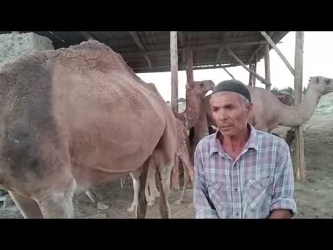 Видео: ТУЯ СУТИ МИНГ ДАРДГА ДАВО ЕКАН!!!!!