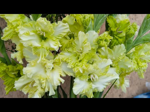 Видео: Гладиолусы зелёного цвета