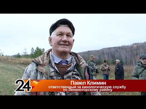 Видео: Испытания гончих собак