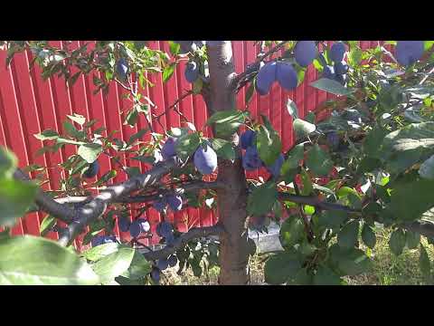 Видео: Секреты получения больших урожаев сливы Стенлей