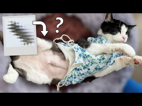 Видео: Мы нашли это в животе через 2 года!!! Бедный кот!