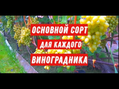 Видео: Основной сорт для каждого виноградника