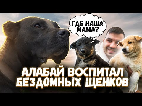 Видео: АЛАБАЙ воспитал щенков с улицы. Он сам был бездомным.