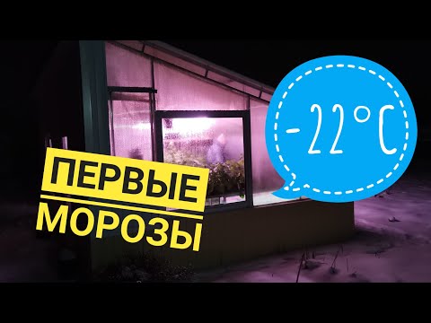 Видео: Обзор цветочной теплицы после первых морозов | Экскурсия по магазину | 22 ноября 2020г