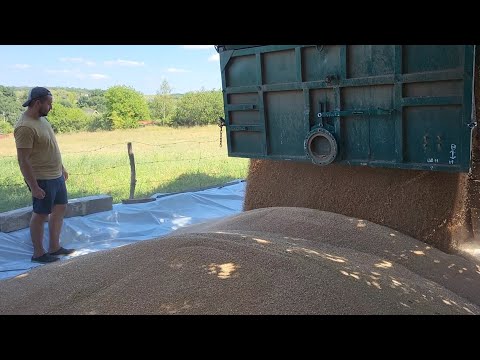 Видео: ✅ РЕЦЕПТЫ корма для поросят 🐷 Старт Рост Финиш 🌾 Привезли зерно 🌾 Урожай 2025🌾