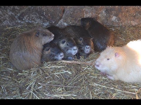 Видео: Який період найкращий для утримання/розведення нутрій?