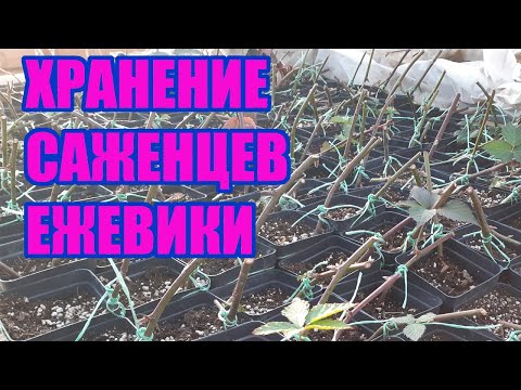 Видео: Как хранить саженцы ежевики зимой