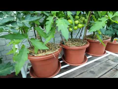 Видео: Градинката с домати на терасата ми -20 дни по-късно!