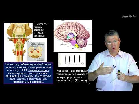Видео: Дубынин В. А. - 100 часов школьной биологии - 1.18. Ствол головного мозга