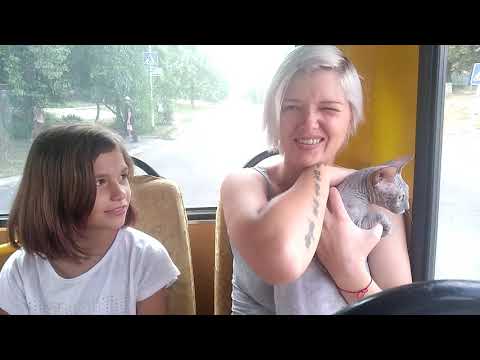 Видео: 😻🙀 😽 Роды кошки😹😻 Сфинкс,беременность😻😻😻