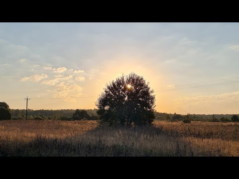 Видео: Ранний подъём, поиски на вырубке и итоги солнечного вечера