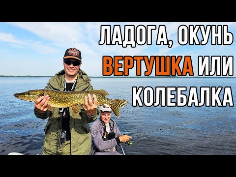 Видео: Ладога, окунь, вертушка или колебалка.