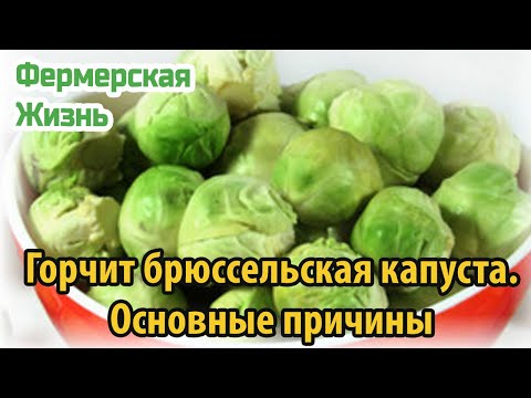 Видео: Горчит брюссельская капуста  Основные причины