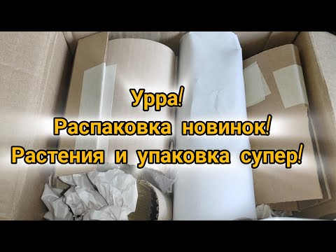 Видео: Распаковка посылки с новинками! 🔥Растения и упаковка супер! 🔥❤️🌿