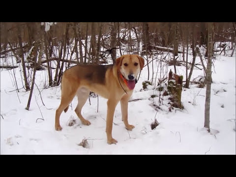 Видео: Русская гончая Ругай-II  дата рожд. 20.03.2016г. вл.  Фоктов М. А.
