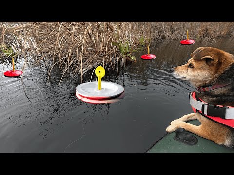 Видео: ВЕСЁЛАЯ РЫБАЛКА С ЧЕТВЕРОНОГИМ ДРУГОМ. Рыбачим на реке.