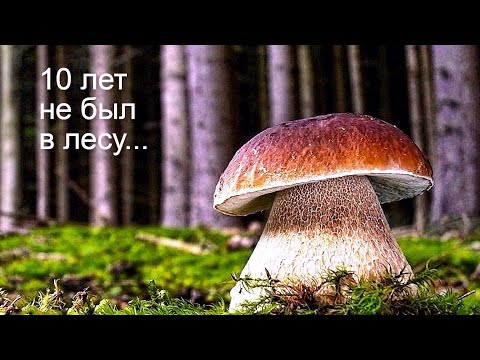 Видео: [10] лет не был в этом Лесу! СЪЕДОБНЫЕ ГРИБЫ 2020 Огромными Полянами в Смешанном Лесу в Сентябре !