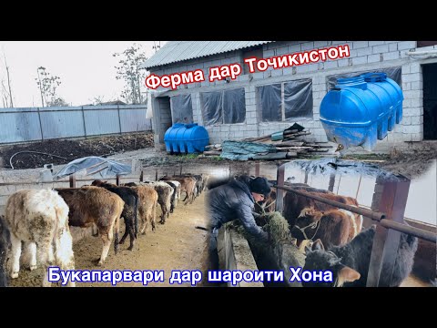 Видео: ПАРВАРИШИ БУКА ДАР ШАРОИТИТ ХОНА  ДАР ВАКТИ ДОДАНИ ХУРОК ЧИ ГАП ШУД ?   20 февраля 2025 г.