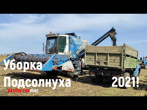 Видео: Уборка Подсолнуха Комбаином Енисей 2021! Рекордные Урожаи?