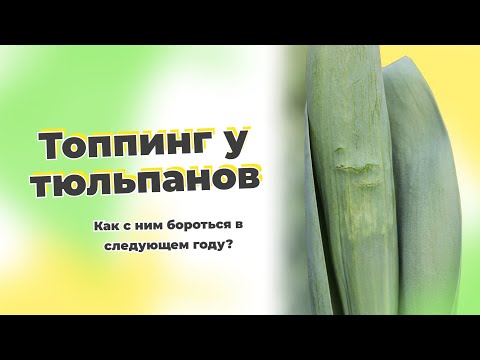 Видео: Топпинг листа и стебля | Почему возникает? Как избежать?