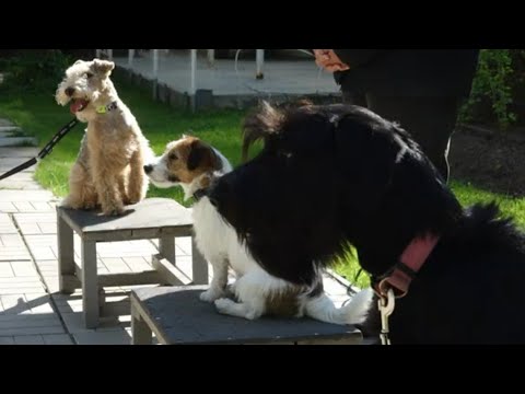 Видео: ДТ - 346. Усатые и бородатые прыгуны: терьеры и шнауцер.