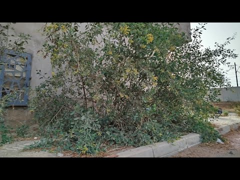 Видео: Сосед был шокирован и пытался дать мне 20 долларов, как только я закончу уборку.