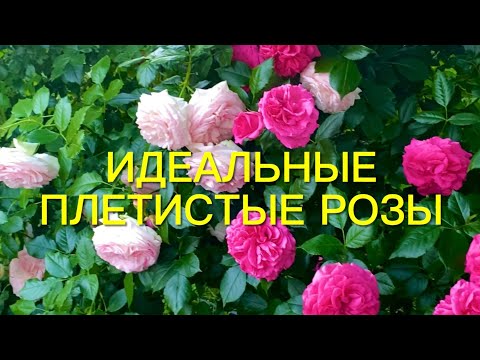 Видео: Розы. Топ- 5 лучших плетистых роз моего сада. Идеальные сорта!!!🌹🌹🌹