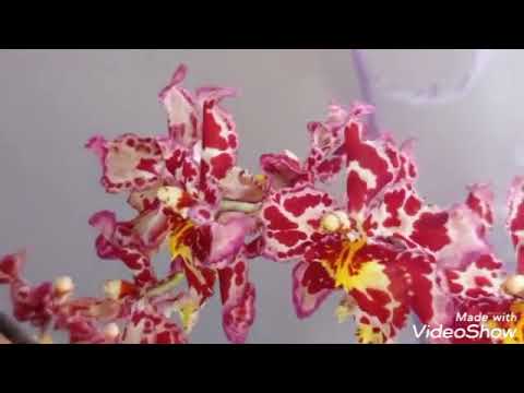 Видео: Камбрия/Цветение/Уход/Грунт