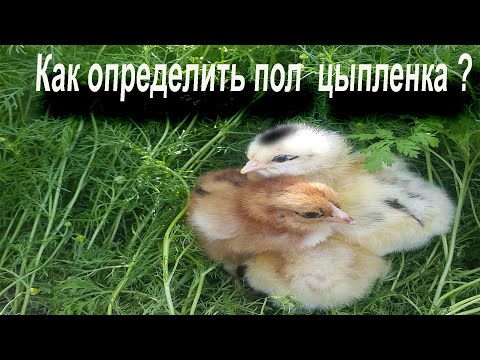 Видео: Это важно !! Как определить пол у цыплят ?